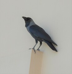 Corvus splendens
