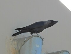 Corvus splendens