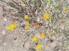 Centaurea solstitialis