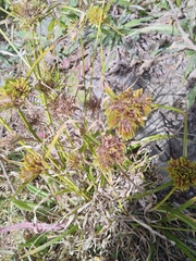 Cyperus eragrostis