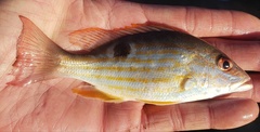 Lutjanus synagris