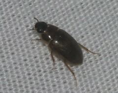 Enochrus