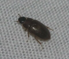 Enochrus