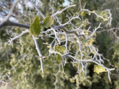 Sarcomphalus obtusifolius