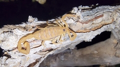 Centruroides exilicauda