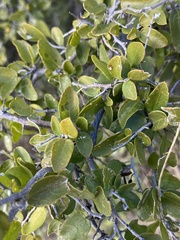 Sarcomphalus obtusifolius