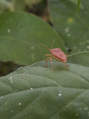 Heteroptera