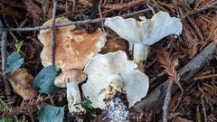 Leucopaxillus gentianeus