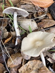 Candolleomyces