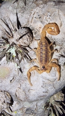 Centruroides exilicauda