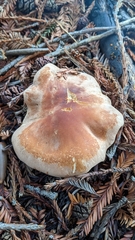 Leucopaxillus gentianeus