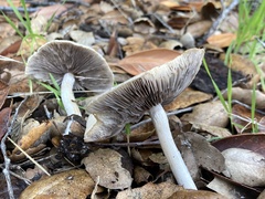 Candolleomyces