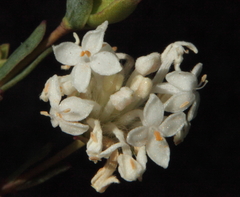 Pimelea brevifolia