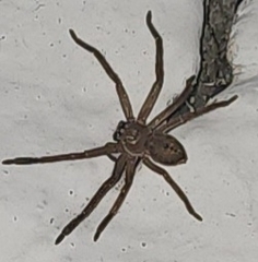 Polybetes rapidus