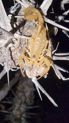 Centruroides exilicauda