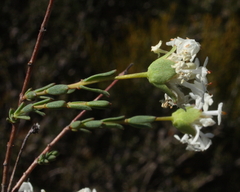 Pimelea brevifolia