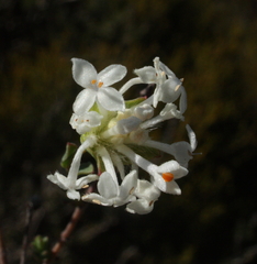 Pimelea brevifolia