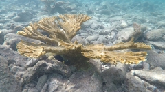 Acropora prolifera