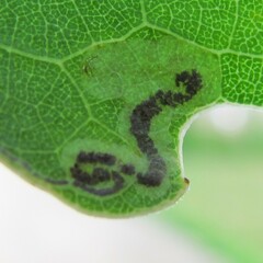 Stigmella populetorum