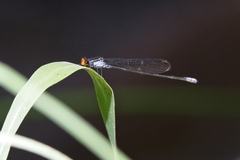 Pseudagrion ignifer