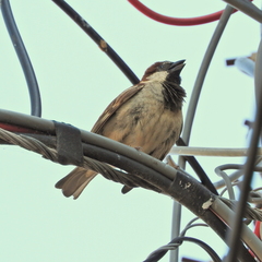 Passer domesticus