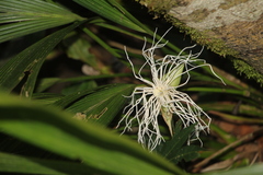 Cyclanthaceae