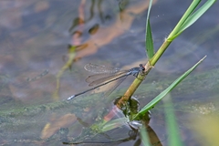 Pseudagrion ignifer