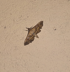 Nomophilini
