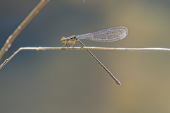 Pseudagrion ignifer