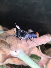 Megachile ferox