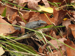 Coluber constrictor helvigularis