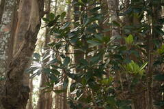 Myrsine lessertiana