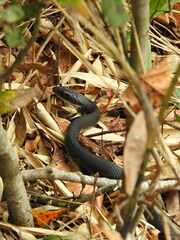Coluber constrictor helvigularis
