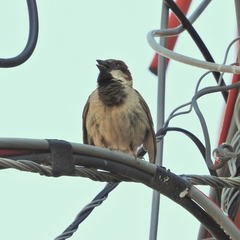 Passer domesticus