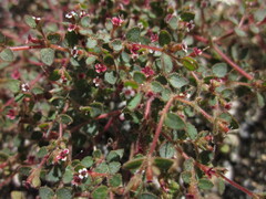 Euphorbia arizonica