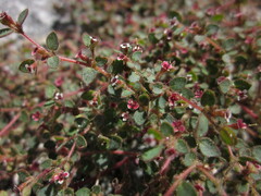 Euphorbia arizonica