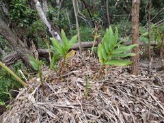 Hedychium flavescens