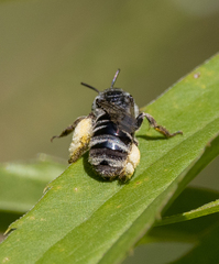 Eumelissodes