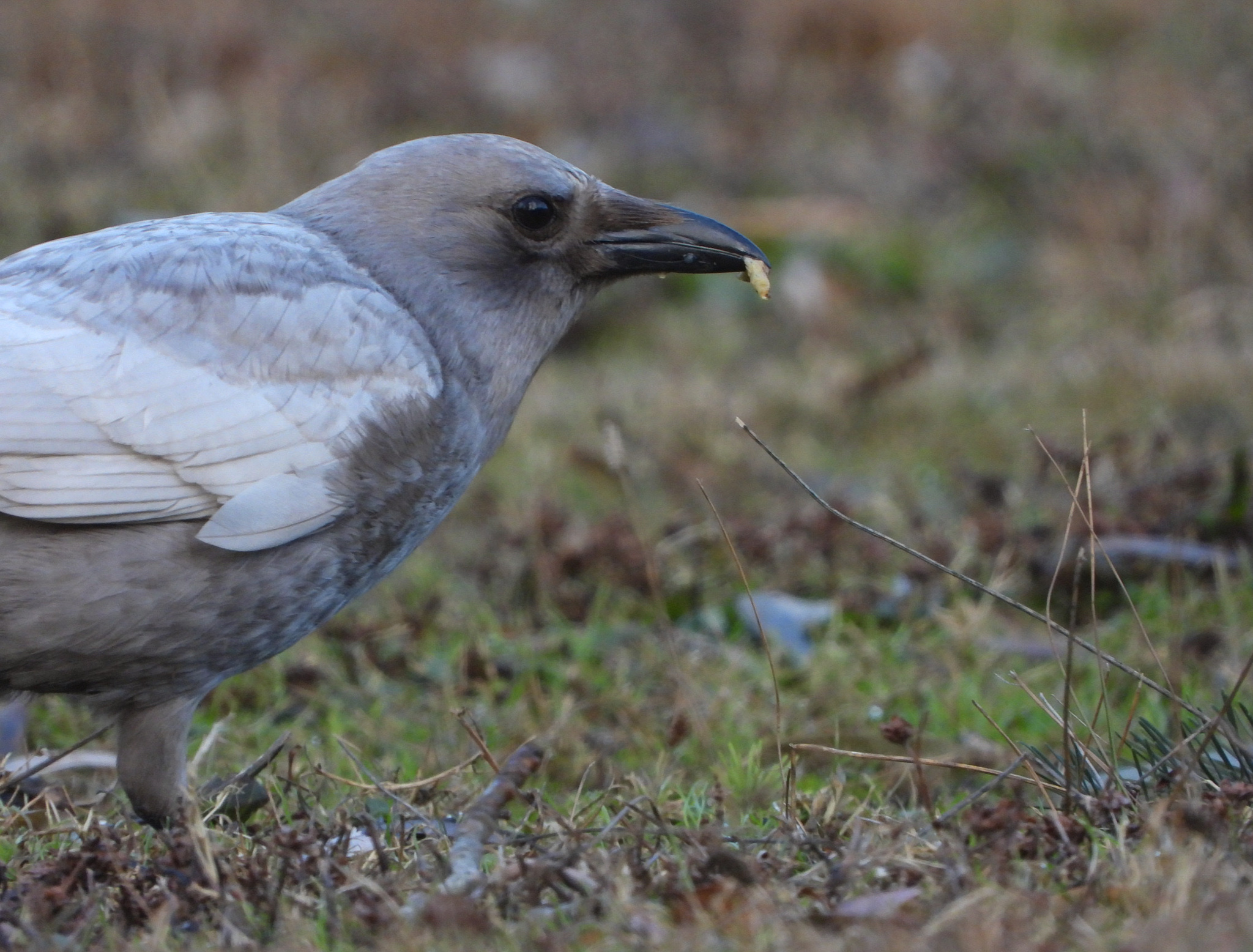 American Crow (Corvus brachyrhynchos)