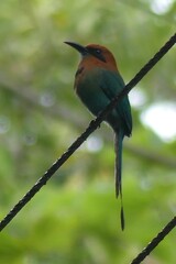 Electron platyrhynchum