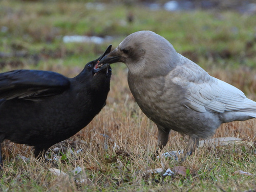 American Crow (Corvus brachyrhynchos)
