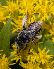 Eumelissodes