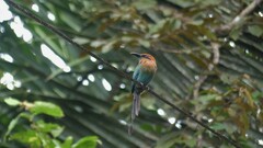 Electron platyrhynchum