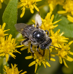 Eumelissodes