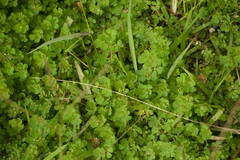 Lotus uliginosus