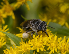 Eumelissodes