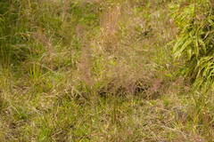 Melinis minutiflora