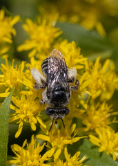 Eumelissodes