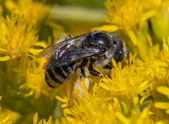 Eumelissodes