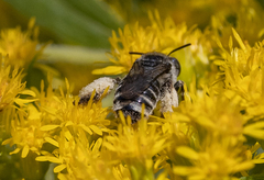 Eumelissodes
